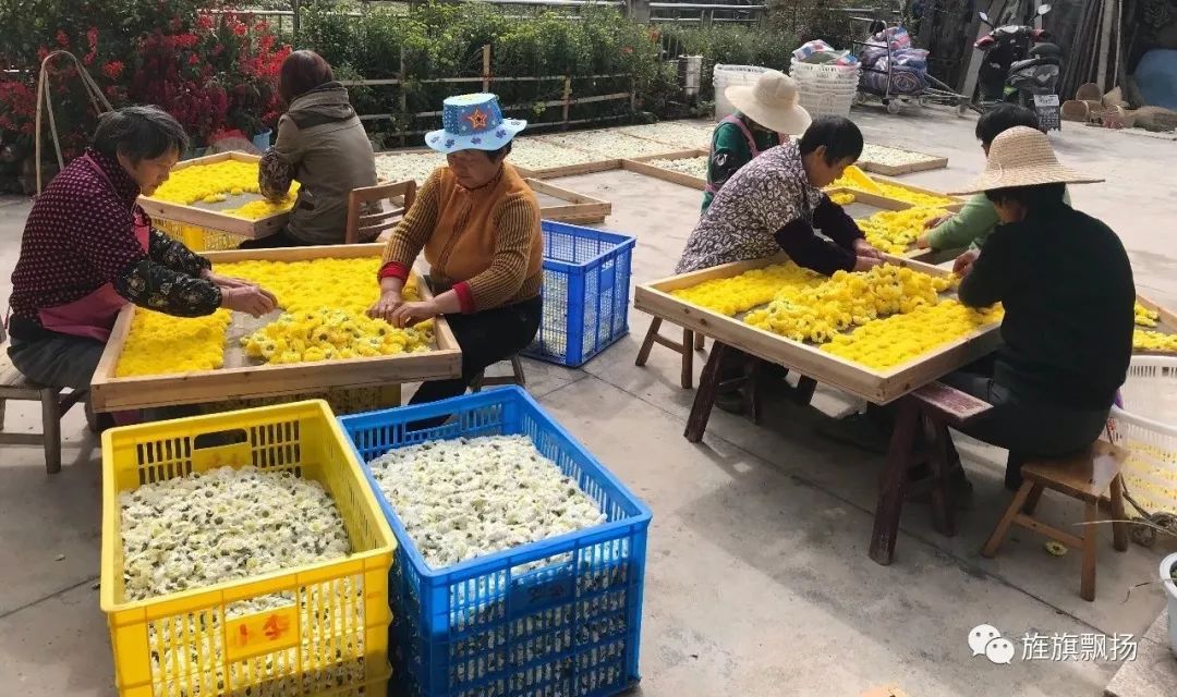 致富种植农民方案范文_农民种植致富方案_致富种植农民方案怎么写