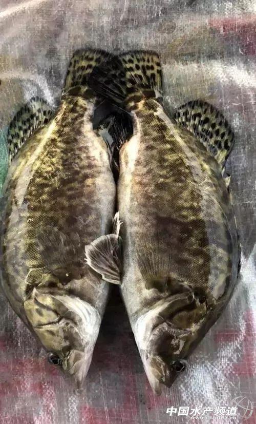 新模式摸索，四大家鱼塘套养饲料鳜鱼