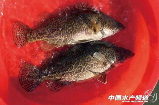 鳜鱼养殖最新技术_鳜鱼养殖技术资料大全_养殖大全资料鳜鱼技术视频教程