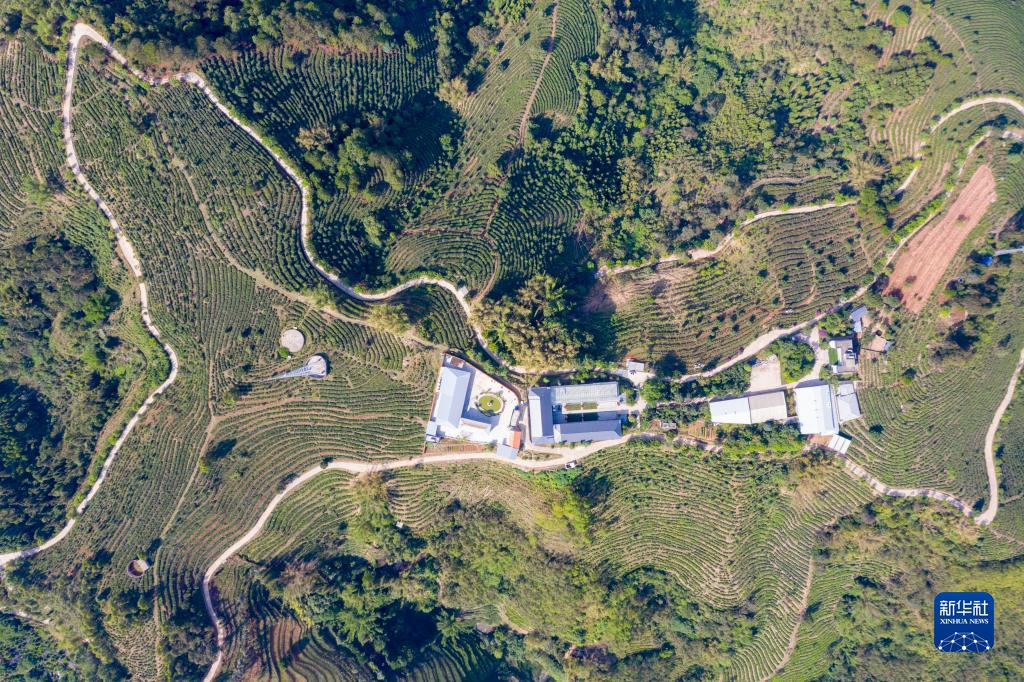 致富经云南红河泥鳅_云南养泥鳅的前景和风险_红河泥鳅养殖合作社