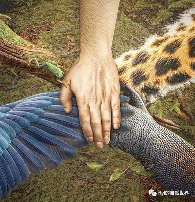 鳄鱼龟的产量及养殖技术_鳄龟养殖成本和利润_鳄龟养殖户