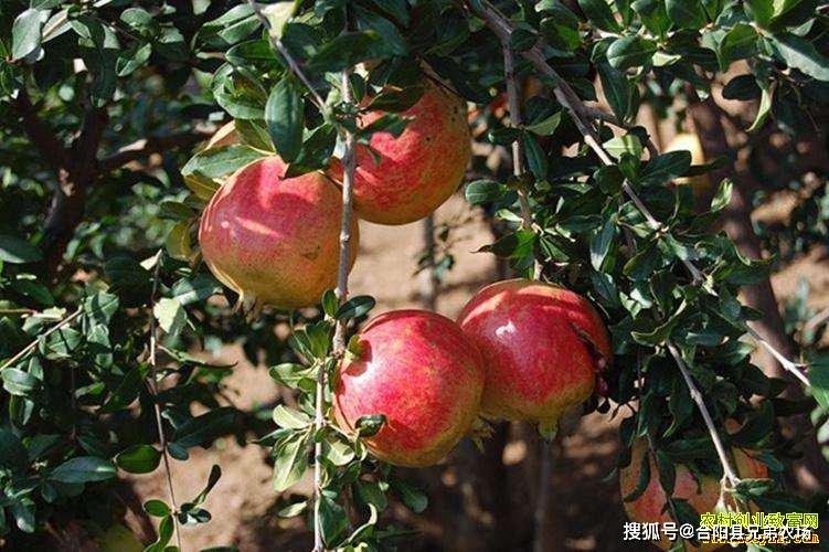 农民种植致富方案_农民致富种植项目_致富种植农民方案怎么写