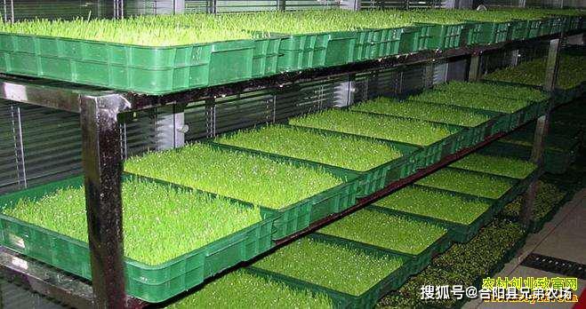 农民致富种植项目_农民种植致富方案_致富种植农民方案怎么写