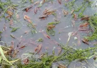 红螯螯虾人工养殖技术_红螯虾价格_红螯螯虾养殖技术视频