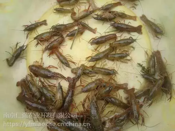 红螯螯虾养殖技术视频_红螯螯虾人工养殖技术_红螯虾价格