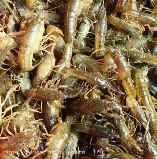 红螯螯虾人工养殖技术_红螯螯虾养殖技术视频_红螯虾价格