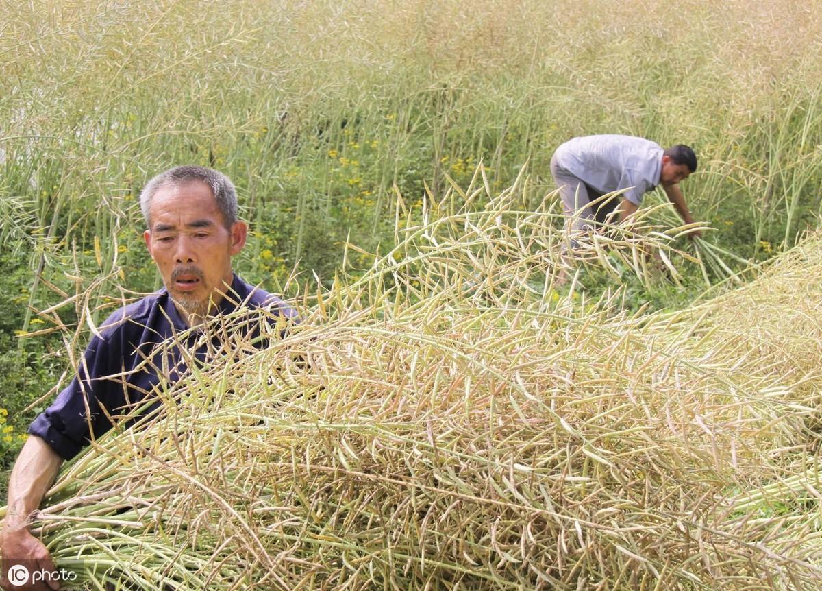 鸭嘴鱼亩产量_鸭嘴鱼养殖技术及亩产_鸭嘴鱼养殖成本