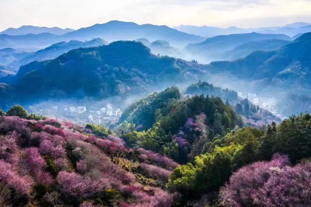 致富种植盆景怎么样_盆景种植致富_盆栽致富经
