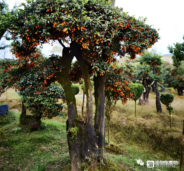 种盆栽致富_盆景种植致富_致富种植盆景怎么样