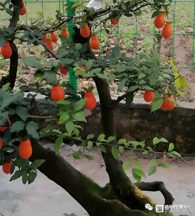 盆景种植致富_致富种植盆景怎么样_种盆栽致富