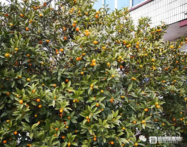 致富种植盆景怎么样_种盆栽致富_盆景种植致富