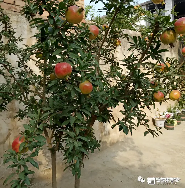 盆景种植致富_致富种植盆景怎么样_种盆栽致富