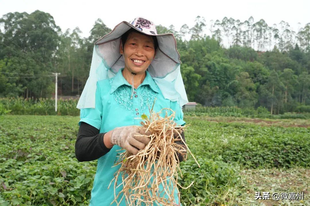 农村鱼腥草_关于鱼腥草的致富经_致富经鱼腥草种植视频