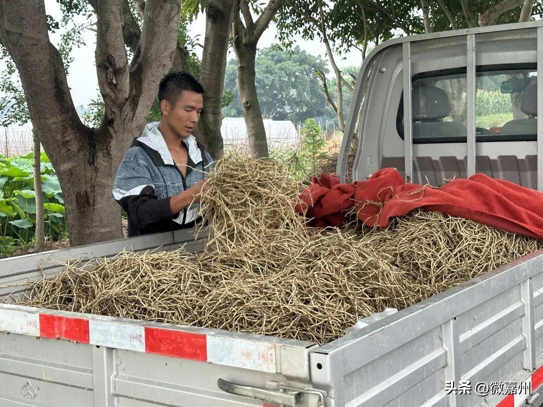 致富经鱼腥草种植视频_关于鱼腥草的致富经_农村鱼腥草