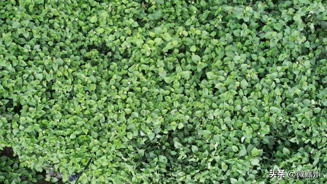 致富经鱼腥草种植视频_关于鱼腥草的致富经_农村鱼腥草