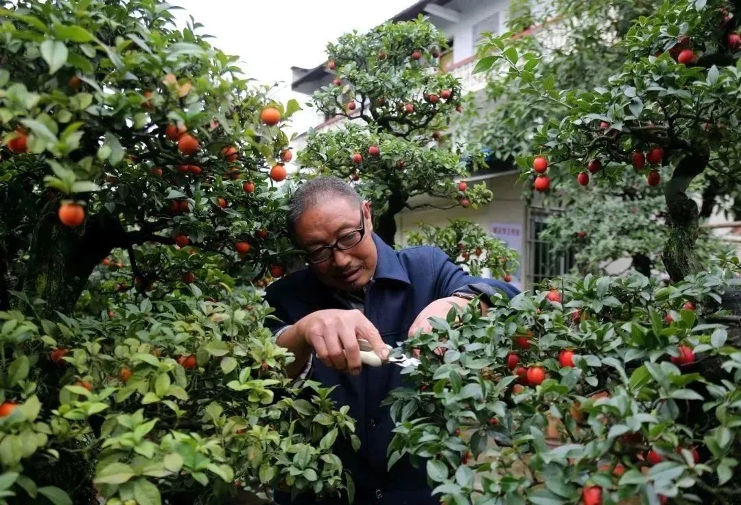 新乐镇：人才助推产业兴 盆景铺就致富路