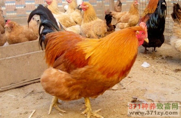 阉鸡养殖养出致富门道
