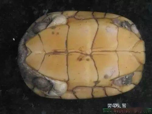 鳄龟养殖成本和利润_鳄鱼龟的产量及养殖技术_鳄龟养殖户