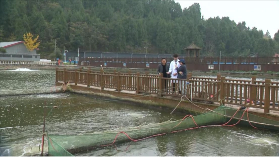 养牛羊致富故事_致富经江山市养鳜鱼_怎样去下眼袋农村养什么致富