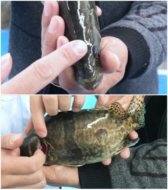 致富经江山市养鳜鱼_怎样去下眼袋农村养什么致富_养牛羊致富故事
