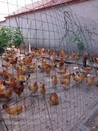 特种养殖养什么利润大_特种养殖养鸭技术要求_特种养殖技术养鸭
