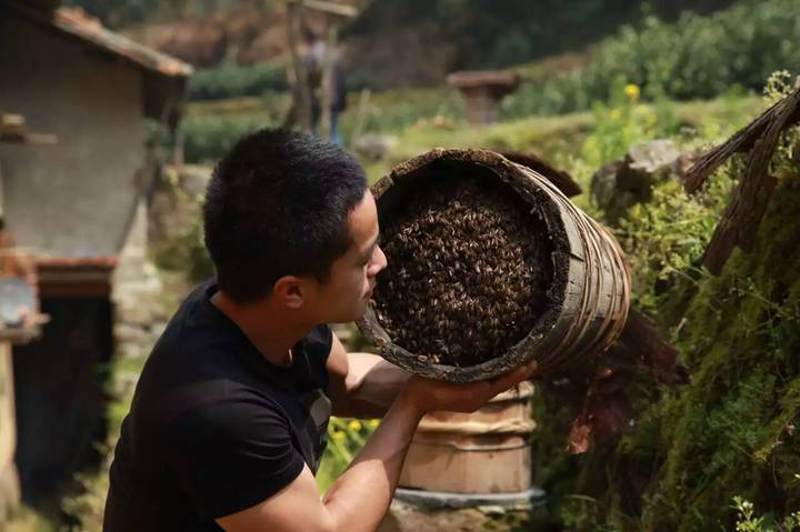 致富经之养蜂_养蜂致富真的可以吗_养蜂带头致富能手
