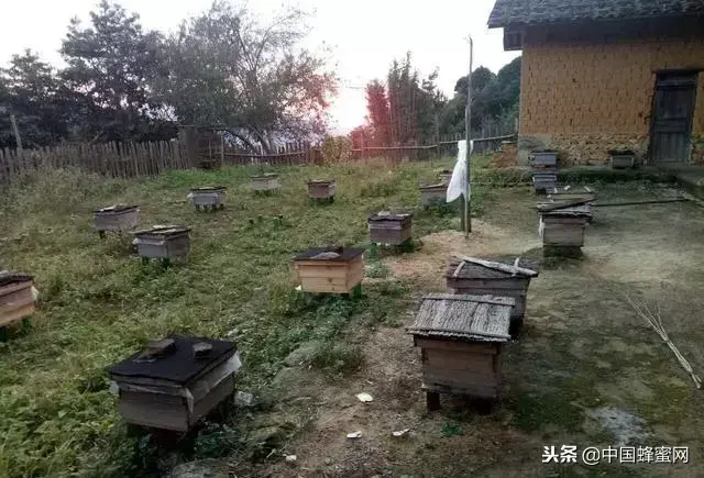 养蜂致富真的可以吗_致富经之养蜂_养蜂发家致富