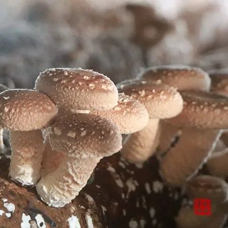 合作社种植香菇脱贫致富_香菇种植专业合作社简介_香菇合作社补贴政策