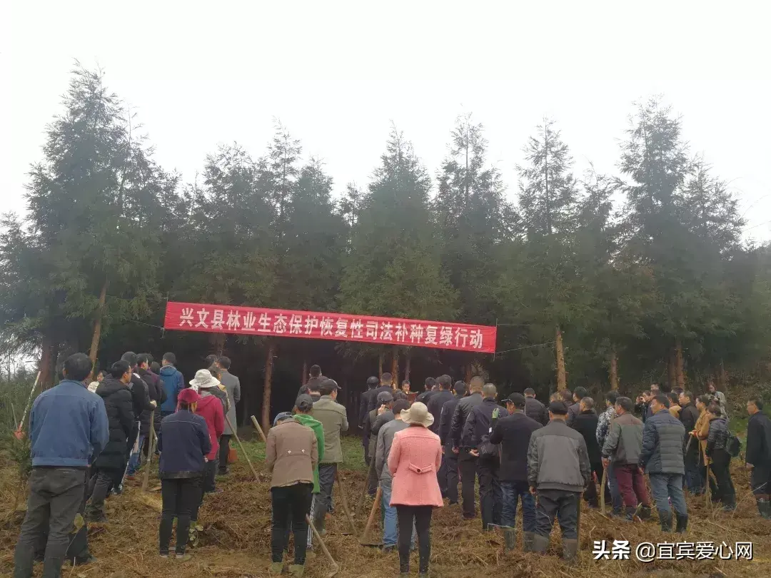 宜宾苗乡种植致富_宜宾种植什么最赚钱_宜宾种植基地