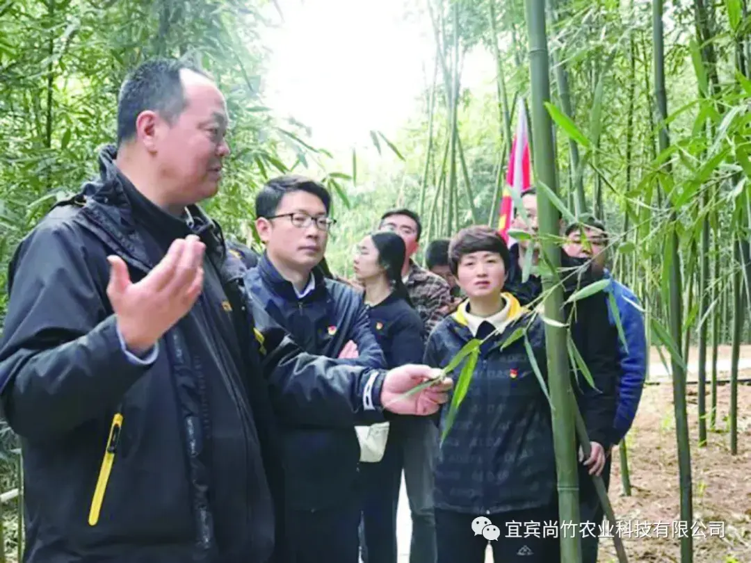 宜宾种植基地_宜宾苗乡种植致富_宜宾种植业