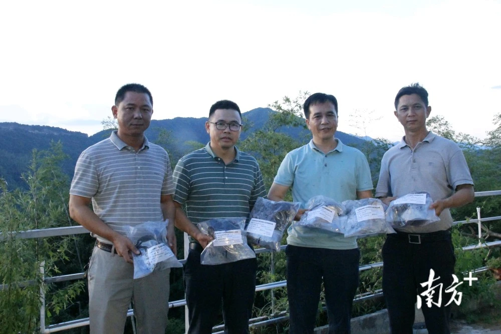 致富经魔芋种植技术_魔芋种植致富故事_致富经林下魔芋