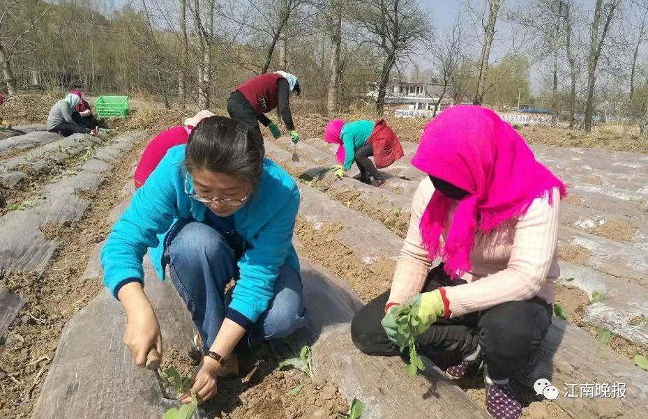 种植甘蓝赚钱吗_甘蓝种植致富事例_甘蓝种植基地