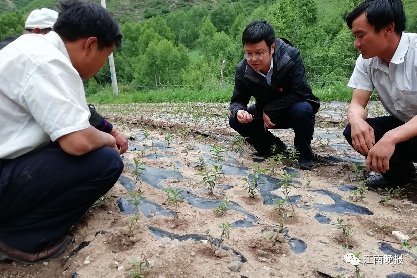 种植甘蓝赚钱吗_甘蓝种植致富事例_甘蓝种植基地