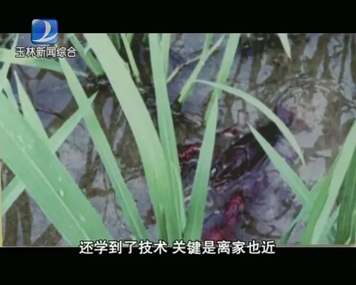 养殖田螺的视频_田螺养殖致富视频_视频致富养殖田螺怎么做