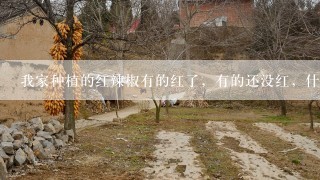 我家种植的红辣椒有的红了，有的还没红，什么时候摘最好？