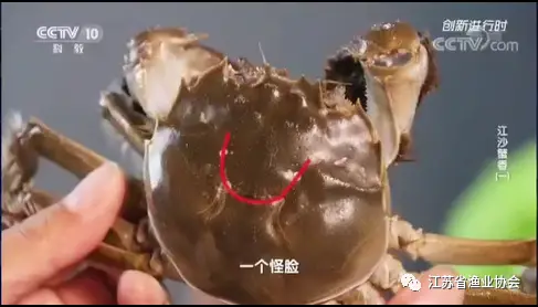 致富经 簖蟹是啥蟹_螃蟹致富_致富经养殖螃蟹