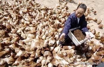蛆的养殖技术_最简单的养殖蛆虫之视频_养殖蛆虫有效益吗