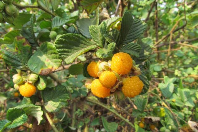 种植野果前景如何_野生果农村_野生野果种植致富