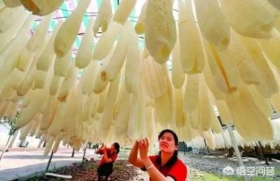 丝瓜种植效益_致富种植丝瓜图片_丝瓜种植致富