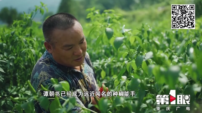 红辣椒的种植技术_红辣椒高产栽培技术_种红辣椒有什么技术