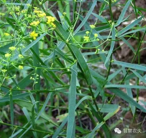 致富种植植物农村图片大全_农村种植植物致富_致富种植植物农村视频