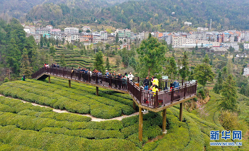 雷竹笋种植致富案例_夷陵区种植致富_四季蒜苗种植致富