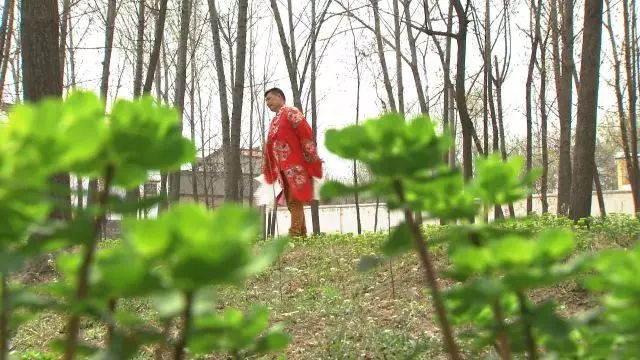 生态养殖黑猪前景如何_致富经生态养殖黑猪_致富经黑猪养殖视频