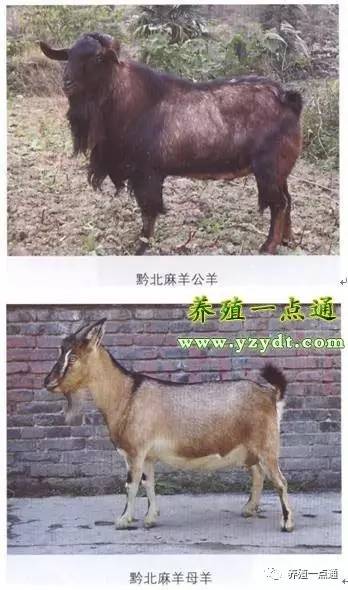 鸭子养殖流程_高效鸭子养殖技术_鸭子养殖高效技术视频