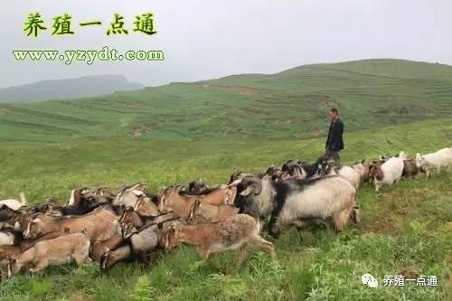 鸭子养殖流程_鸭子养殖高效技术视频_高效鸭子养殖技术
