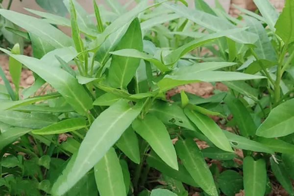 水上种植空心菜技术_空心菜种植技术_种植空心菜技术和管理
