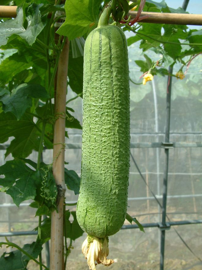 丝瓜种植与管理方法是怎么样的？怎样种植丝瓜