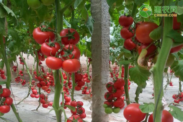 西红柿种植技术与管理方法