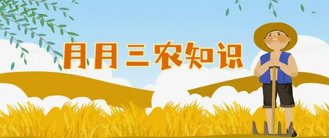 如何种植紫薯更高产？掌握适宜紫薯的种植技术和管理方法