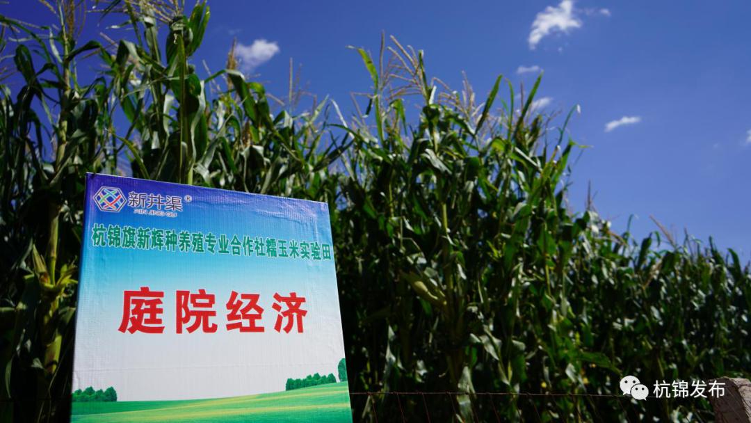 庭院经济：从“方寸地”走向“致富园”